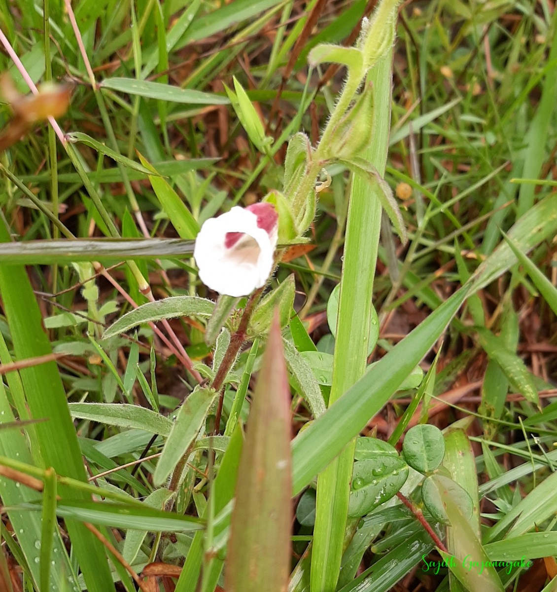 Centranthera indica (L.) Gamble